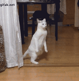06fe6a9efaca0467792b3b1da910a162.gif