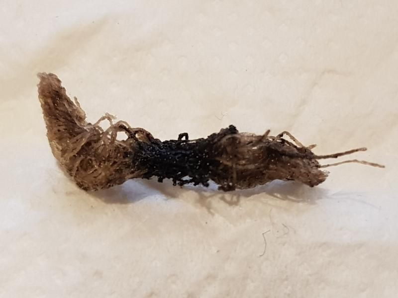 I Test Di SEF: Svapiamo Con La Garza Idrofila [SigarettaElettronicaForum.com]
