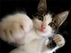 23d9fcef21b98ead91555a790667503b.gif