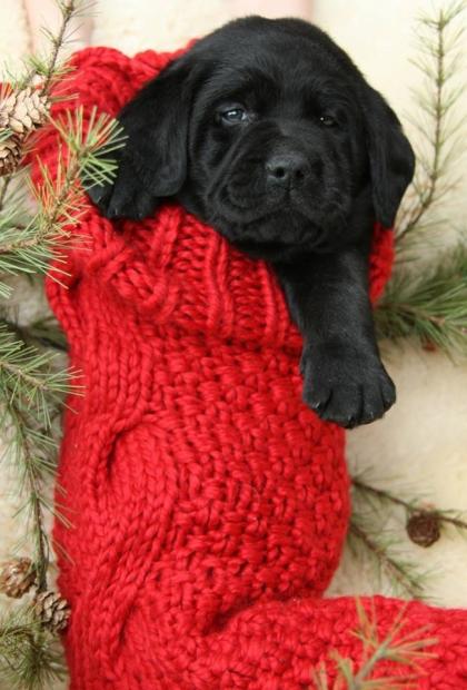 38038-Adorable-Stocking-Stuffer.jpg