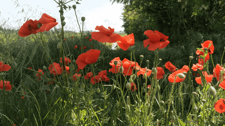 3ba9fd2540e1fd399982771fa1d287de.gif