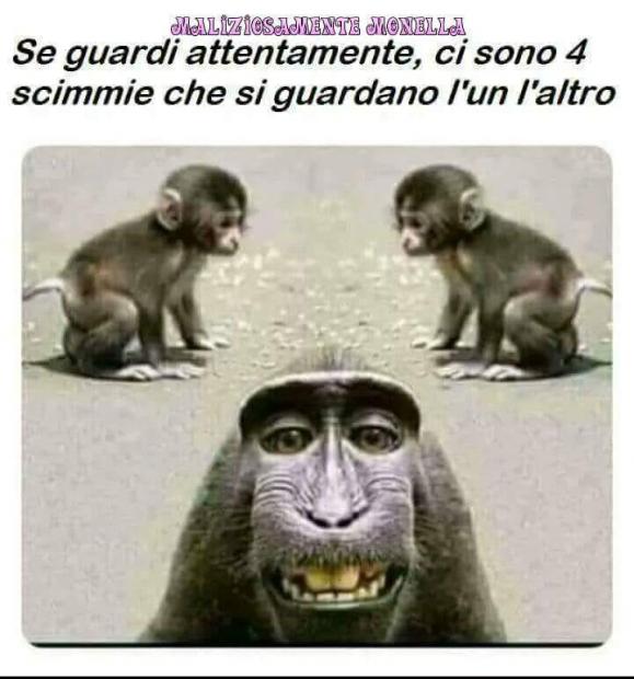 4 scimmie.jpg