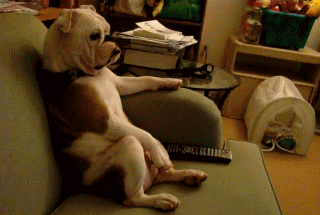 431a00a0065f1331ed9068ed173b5a67.gif