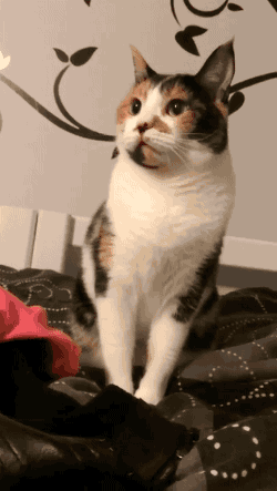 5e4b9886b476aac36af03cf6714d0d6e.gif