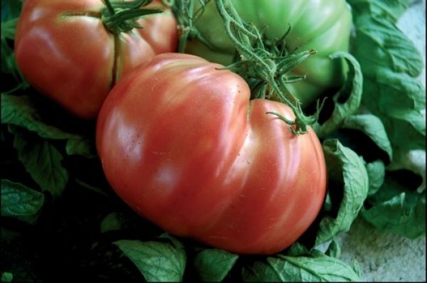 74-2-grande-1-pomodoro-sorrento.jpg