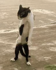 96faca2fc9c7648f4106b36502502df8.gif