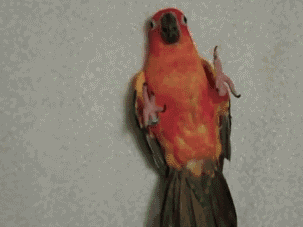 97493816af1e3a31651f268a8a37fdf9.gif