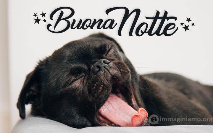 buonanotte_cane.jpg