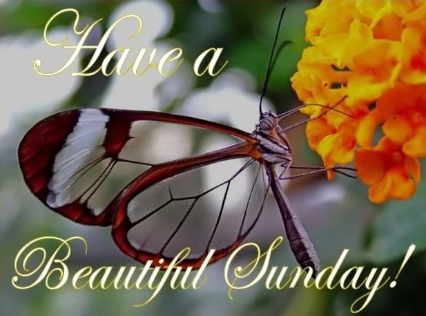 butterfly-sunday.jpg