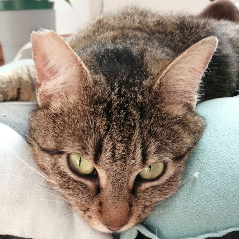 Carlotta.jpg
