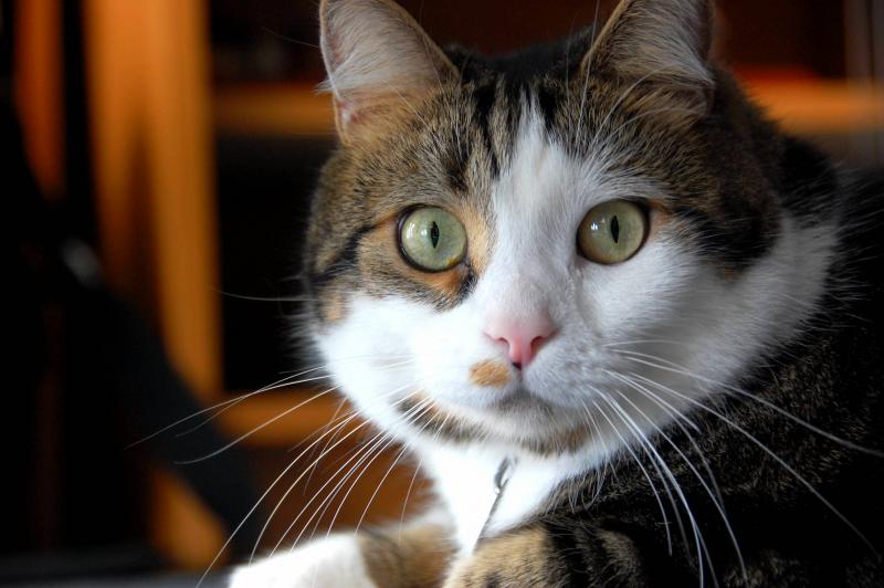 CAT- Bellissimo.jpg