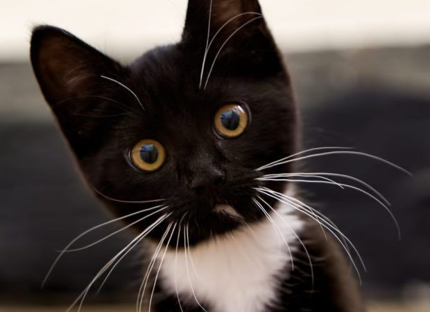 CAT- Gattino Ma davvero_ .jpg