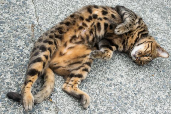 CAT- Spot cat.jpg