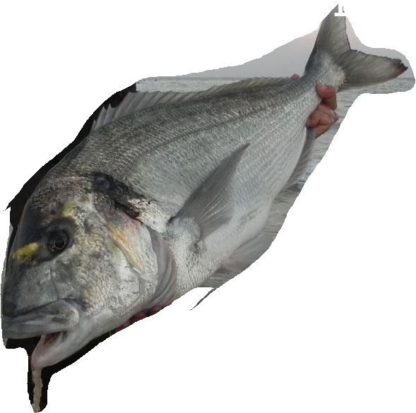 la pesca non è per tutti [SigarettaElettronicaForum.com]