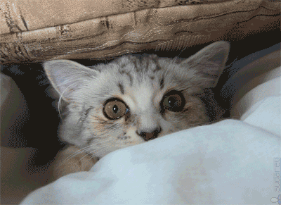 d8ae11df3b9cd26f0f590c40b4959db1.gif