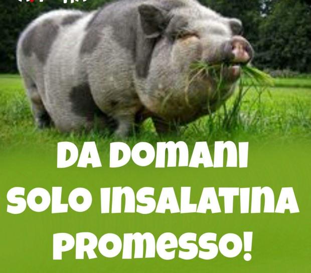 da_domani_solo_insalatina.jpg