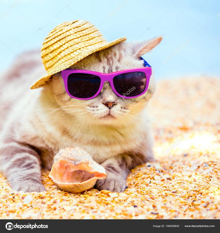 depositphotos_184939642-stock-photo-cat-wearing-sunglasses-sun-hat.jpg