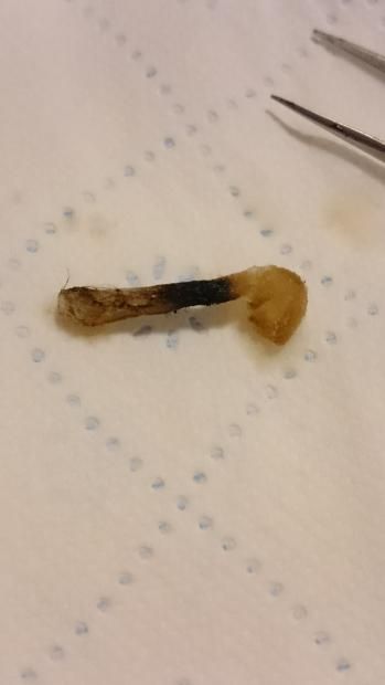 Cercasi Cavie Per Aroma Tabaccoso Artigianale... [SigarettaElettronicaForum.com]