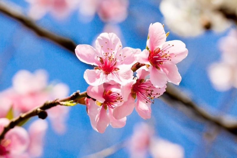 fiori-di-ciliegio.jpg