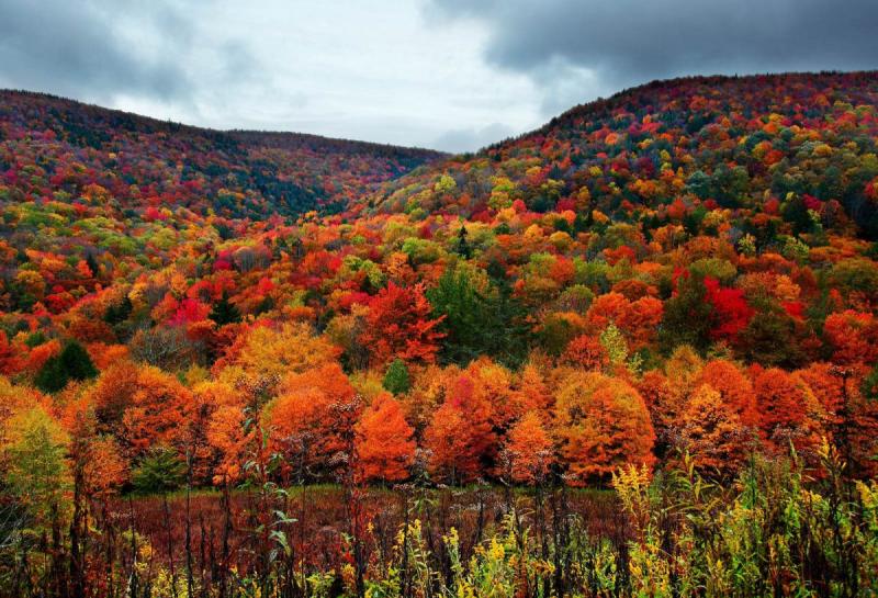 foliage-autunno-1600.jpg