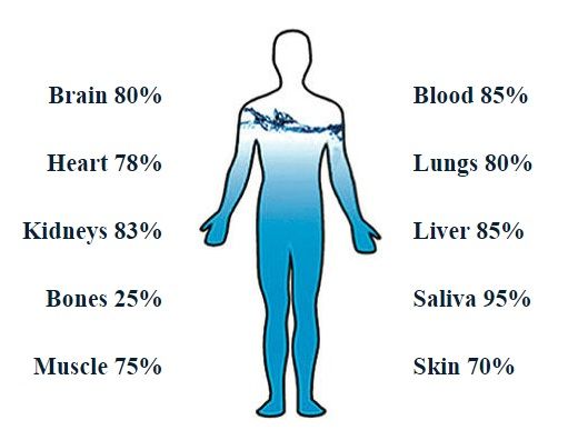 humanbody-water.jpg