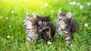 imagescats.jpg