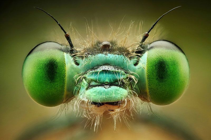 macro-photography-bug-eyes.jpg