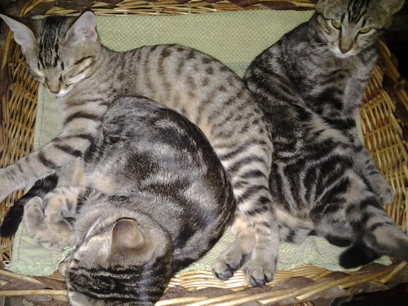 mici.jpg