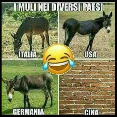muli.jpeg