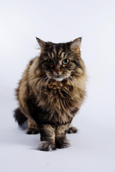 Svapo E Gatti [SigarettaElettronicaForum.com]