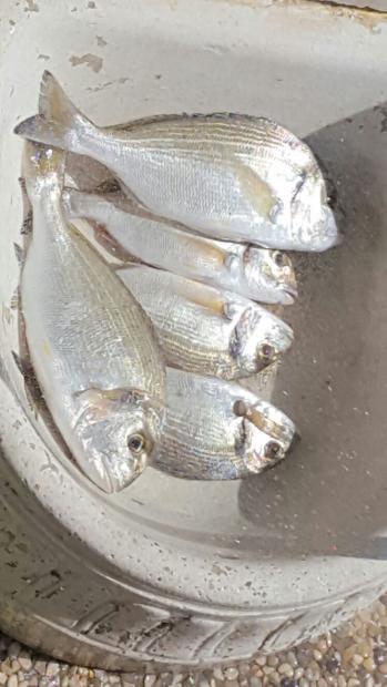 la pesca non è per tutti [SigarettaElettronicaForum.com]