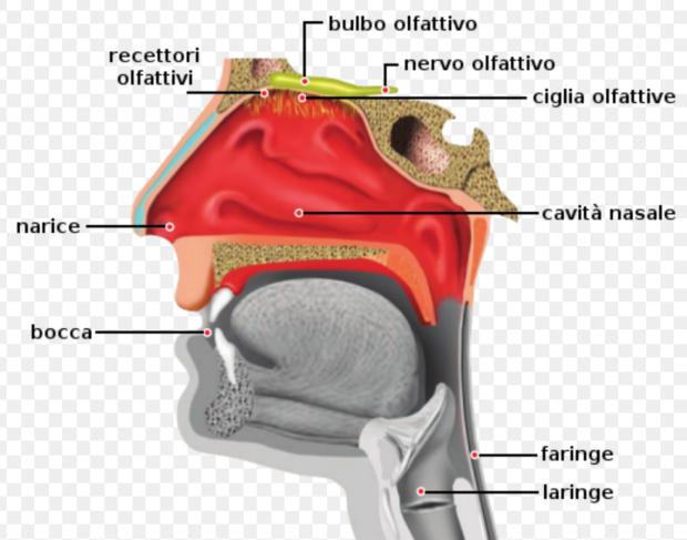 Aiuto E-cig [SigarettaElettronicaForum.com]