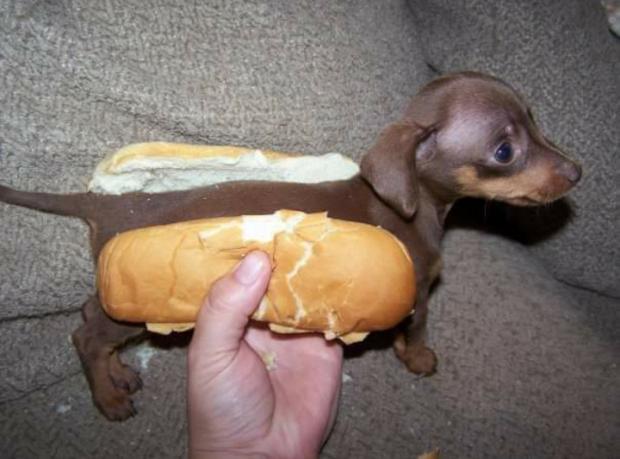Sto Cercando Di Comprare Un Cane Piccolo [SigarettaElettronicaForum.com]