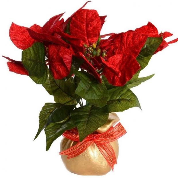 stella-di-natale-cura_NG2.jpg