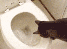 tumblr_msramqazLI1s199fdo1_250.gif