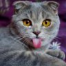 Stregatto