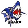 shark03