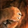 lion23