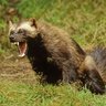 Wolverine