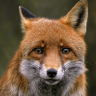 Foxx420