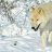 messer wolf