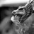 Tiamat