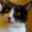 Gattos123