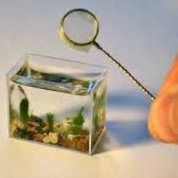 acquario.jpg