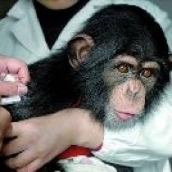 monkey.JPG