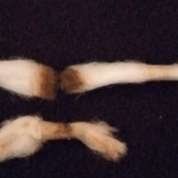 cotone.jpg