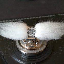cotone 8.jpg