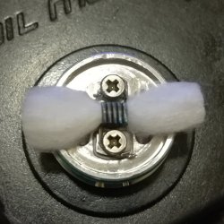 Labs lunghezza baffi cotone.jpg